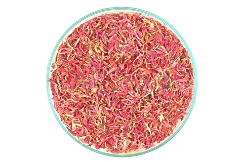 Chaber Bławatek Czerwony Kwiat